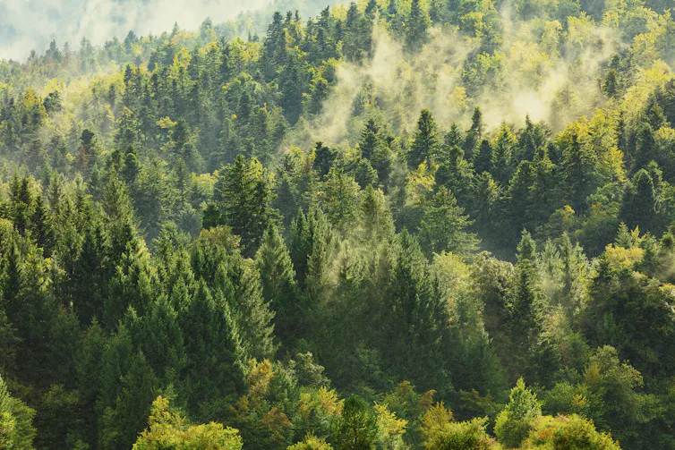 A hazy forest canopy.