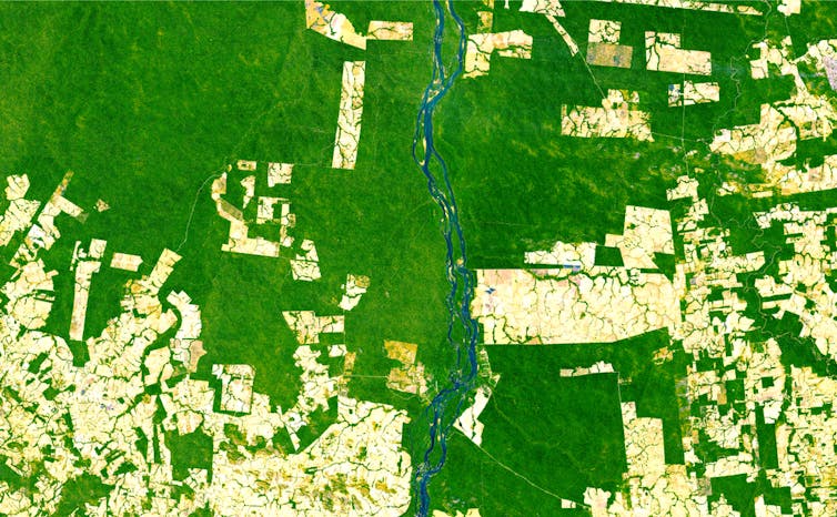 A satellite image of a forest landscape broken up crops.