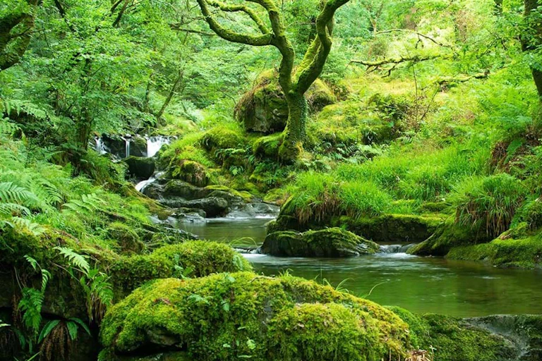 Green woodland with steam
