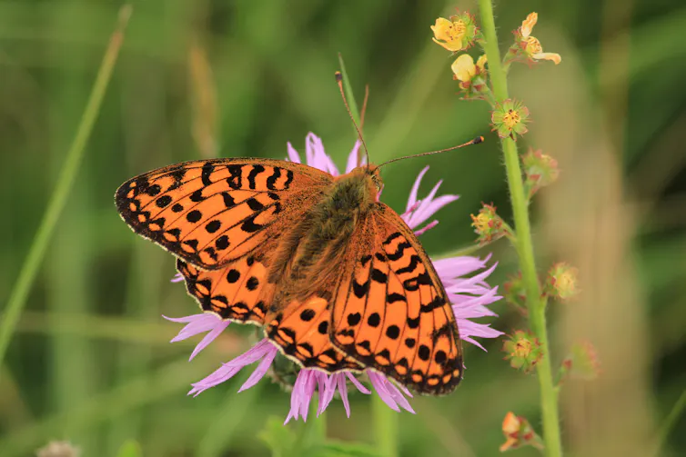 Orange butterfly on flower