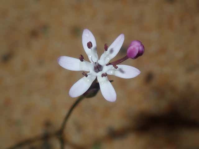 Small plant with white and pink petals in Western Australia
