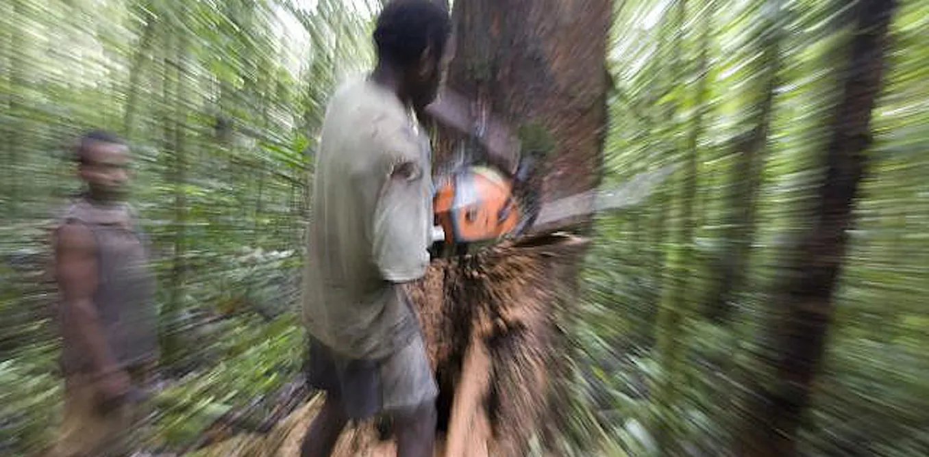 Logging In Png Dodgy logging: are Papua New Guinea's forests going the way of Indonesia's?