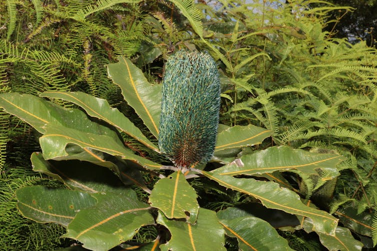 Large Banksia inflorescence