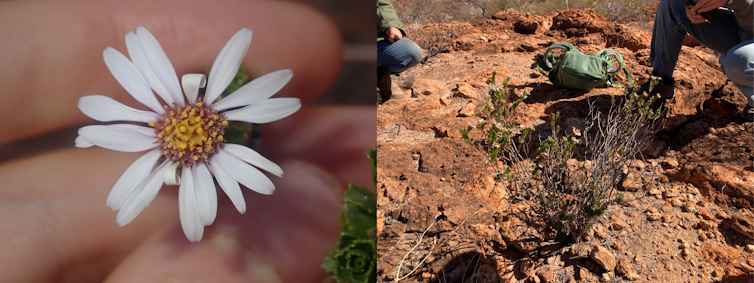 Flowering daisy bush from the desert