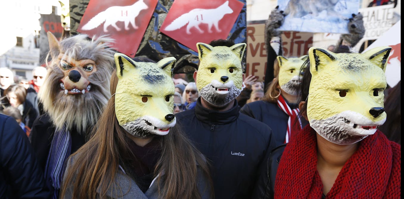 « Réensauvager » la France ? Le loup, un exemple explosif
