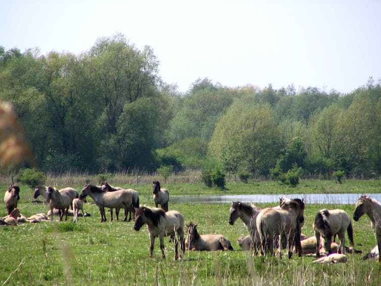 Chevaux dans la réserve naturelle de Oostvaardersplassen aux Pays-Bas, vidée de toute présence humaine