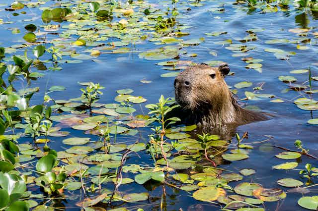 A large brown rodent emerges from water among lily pads.