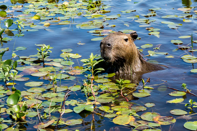 A large brown rodent emerges from water among lily pads.