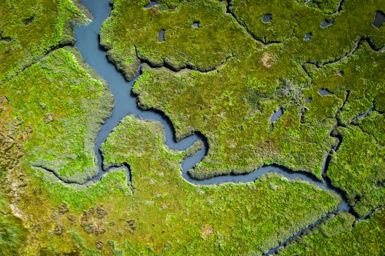 An aerial view of a coastal wetland.