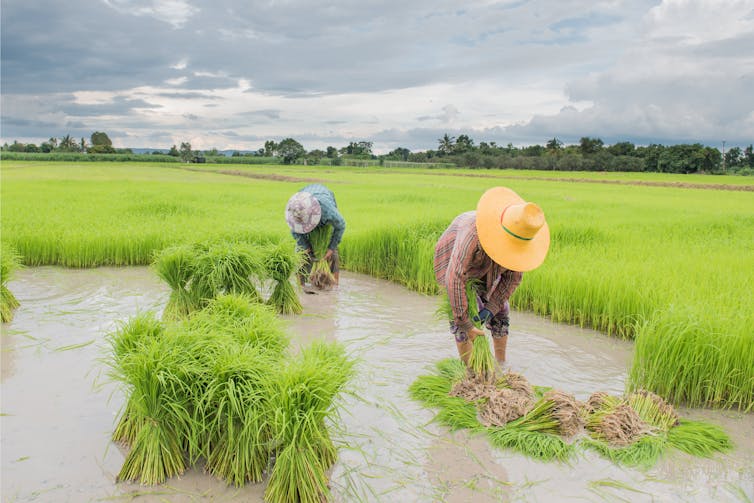 Farmers bend over to extract rice from a paddy field.