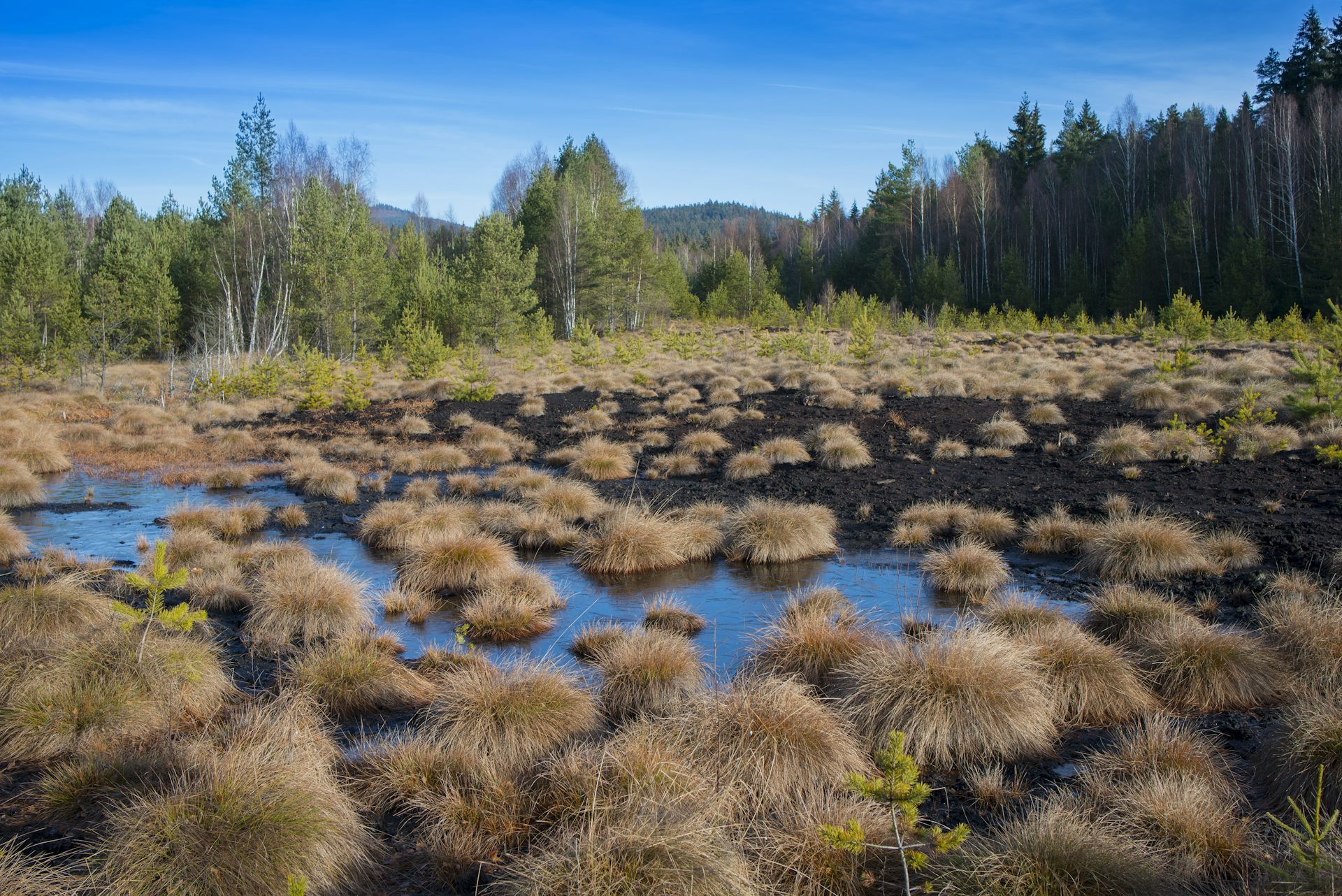 Природное образование болото. Торфяные болота Тейково. Торфяная трясина. Сибирские торфяные болота. Поверхность болота.