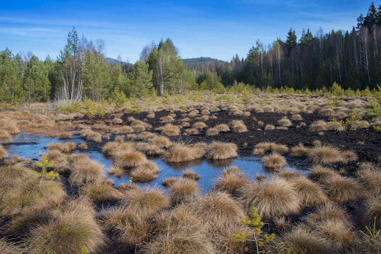 A waterlogged wilderness with tufts of vegetation growing amid the water.