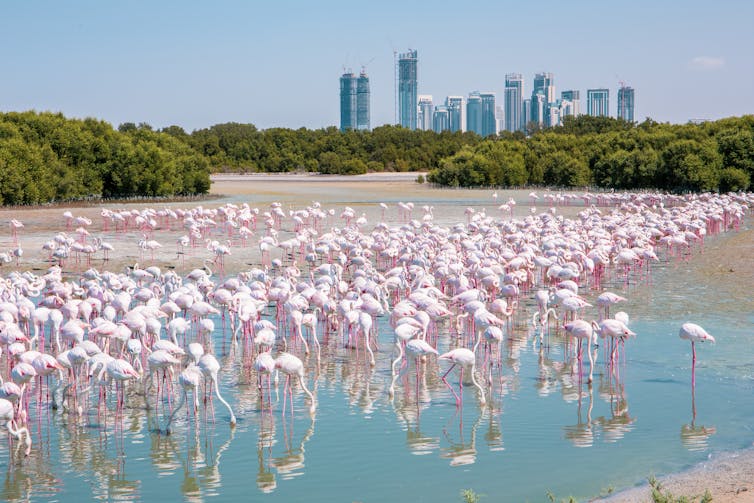 A herd of flamingoes in a lagoon with a city skyline in the distance.
