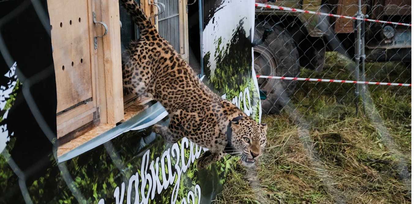 Reintroducing top predators to the wild is risky but necessary – here’s ...