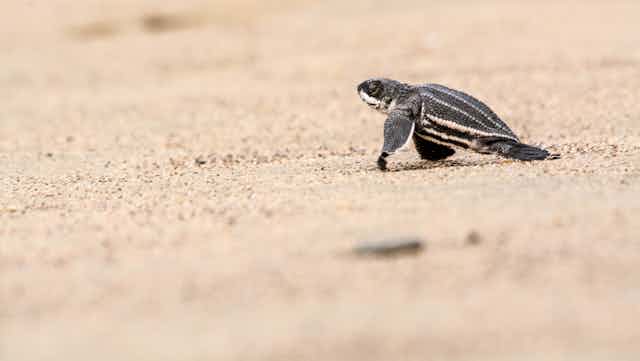 baby turtle walks on sand