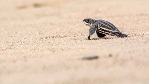 A mega port in India threatens the survival of the largest turtles on Earth