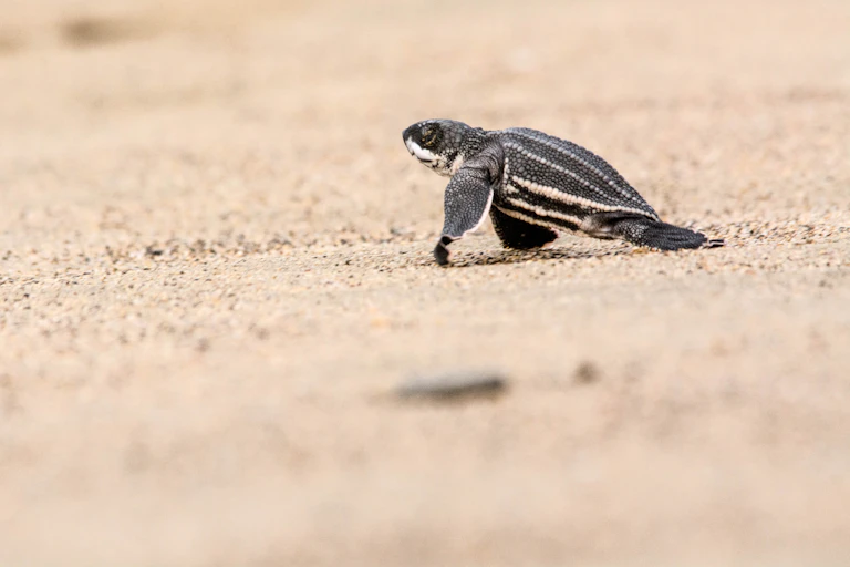 baby turtle walks on sand
