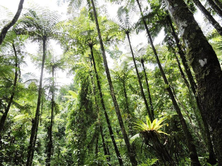 a fern forest