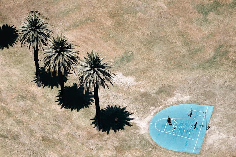 dry grass and basketball court with palms