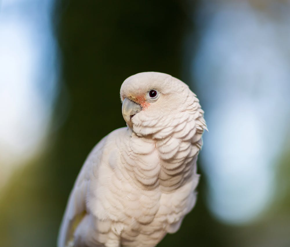 Goffins cockatoo deals