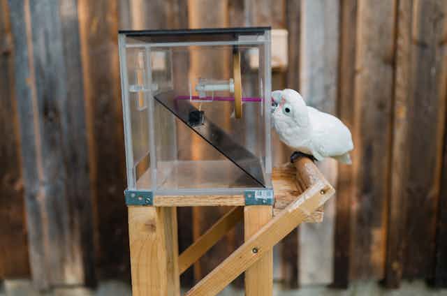 A cockatoo uses a tool to fish out a cashew from a transparent box.