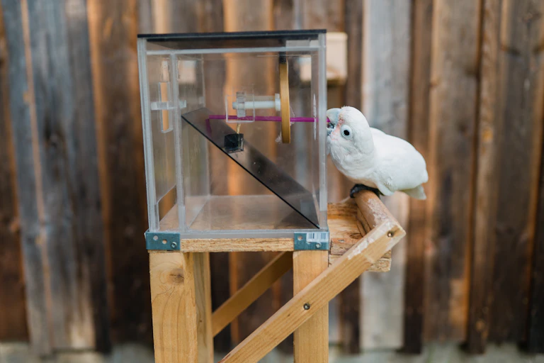 A cockatoo uses a tool to fish out a cashew from a transparent box.