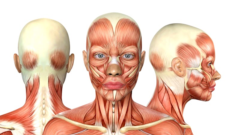 Anatomical drawings of the face, from front and two sides
