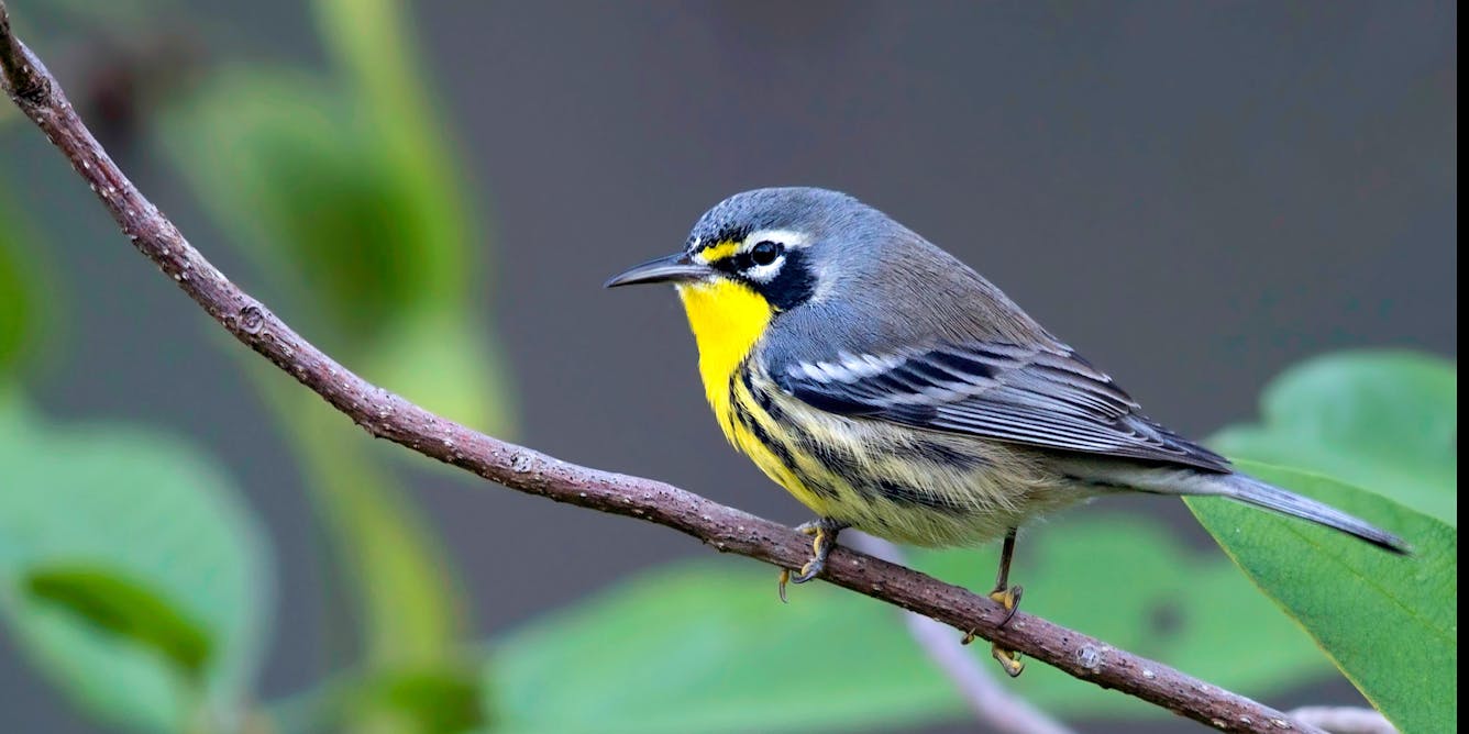 Bahamas songbird is under threat of extinction – but preserving old pine forests will help saveit