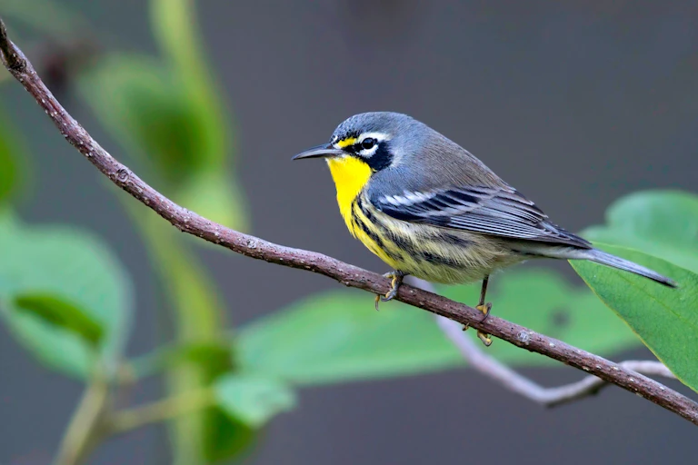 A Bahama warbler perched on a branch.
