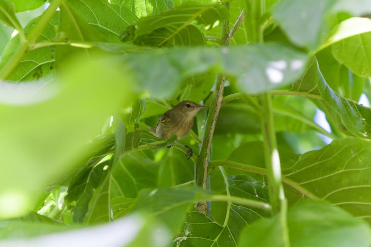 طائر سيشل يجلس على شجرة.