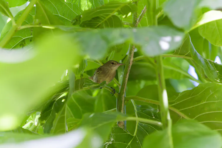 A Seychelles warbler perched in a tree.