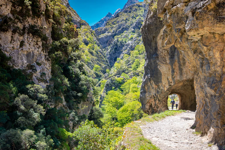 A couple of hikers walk through a trail.