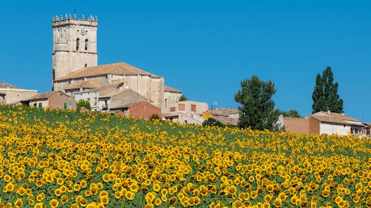 Campo de girasoles con una iglesia y varias casas de un pueblo de fondo.