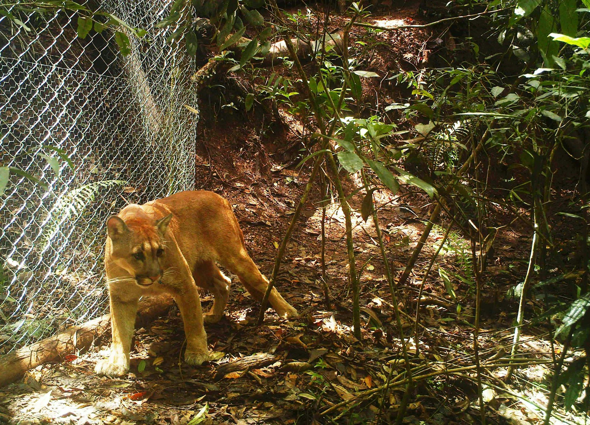A puma walking next to a chain fence in a forested area.