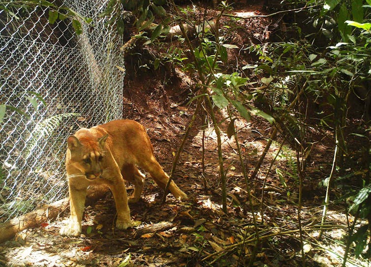 A puma walking next to a chain fence in a forested area.