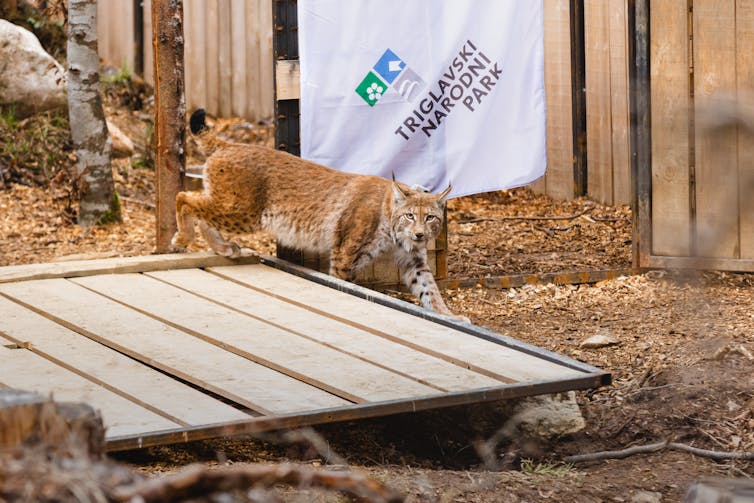 A lynx being released into the wild.
