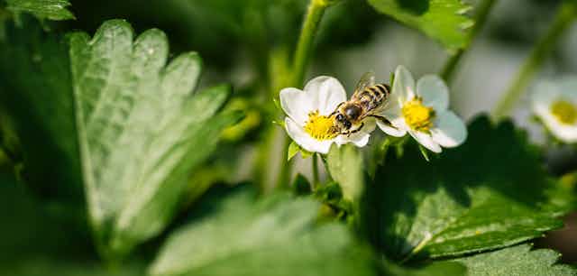 Photo of honeybee on white strawberry flower among green foliage