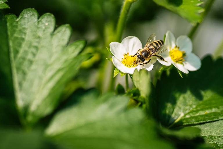 Photo of honeybee on white strawberry flower among green foliage