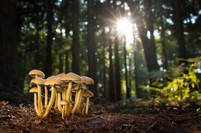 A cluster of mushrooms with trees in the background.
