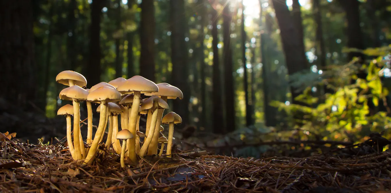 Do trees really stay in touch via a ‘wood-wide web’? Here’s what the ...
