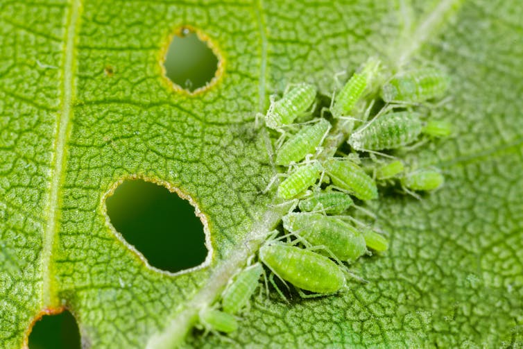 Several small, green bugs gnawing holes in a leaf.