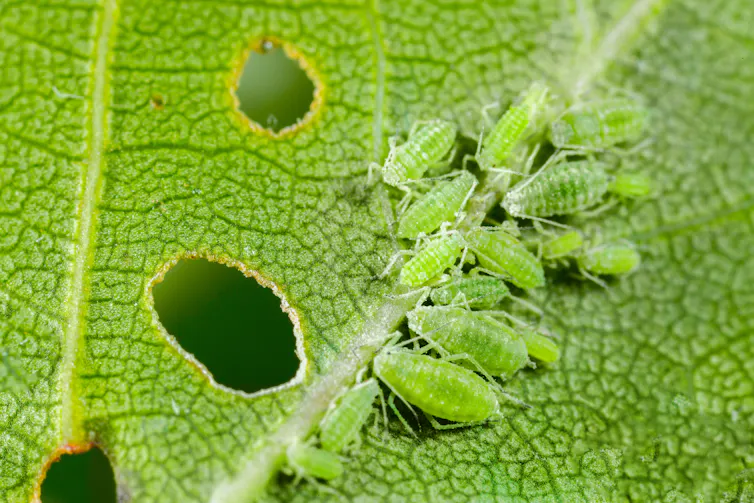 Several small, green bugs gnawing holes in a leaf.