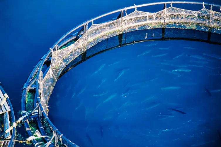 Aerial of salmon fish farms, Grand Manan Island, New Brunswick, Canada