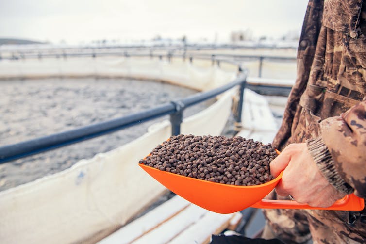 Fish farm worker holds scoop of pelleted feed for feeding rainbow trout and salmon.