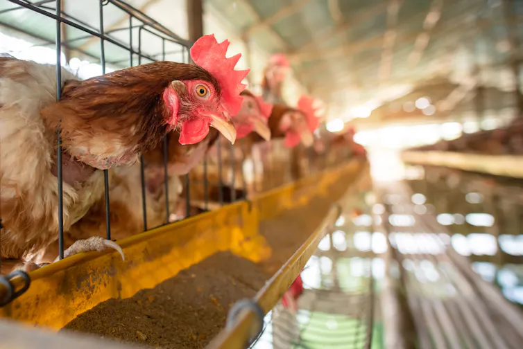 Farmed chicken eating chicken food