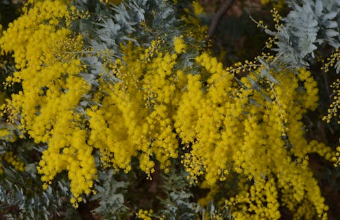 Trees can be weeds too – here's why that's a problem