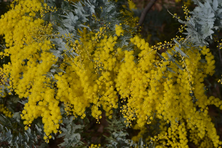 Branches of a Cootamundra wattle (Acacia baileyana) flowering heavily