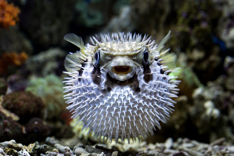 A puffer fish