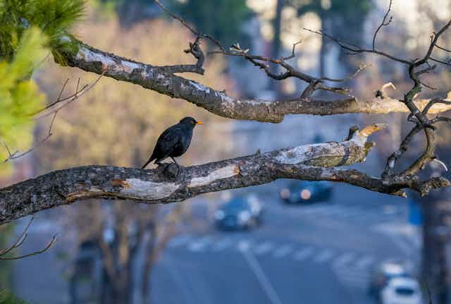 oiseau perché. sur une branche avec à l'arrière un paysage urbain et des voitures