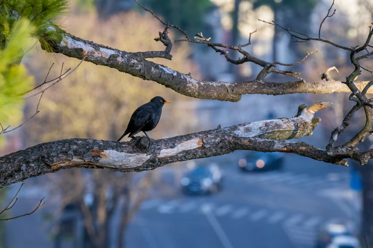 oiseau perché. sur une branche avec à l'arrière un paysage urbain et des voitures